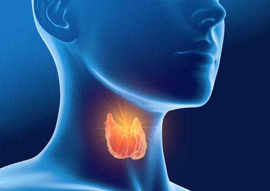 Thyroid graphic 1024x768